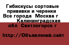 Гибискусы сортовые, прививки и черенки - Все города, Москва г.  »    . Калининградская обл.,Светлогорск г.